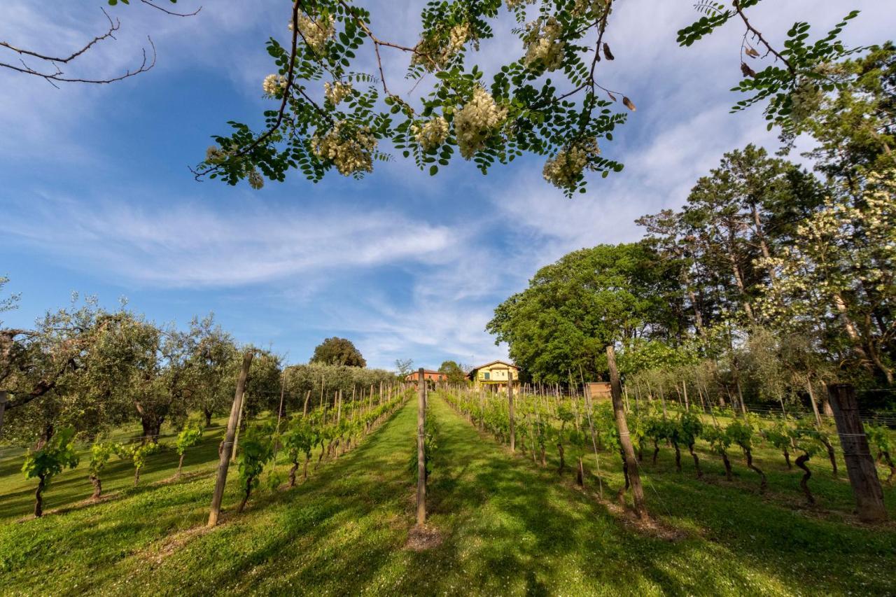 Podere Sant'Antonio Fauglia Ngoại thất bức ảnh