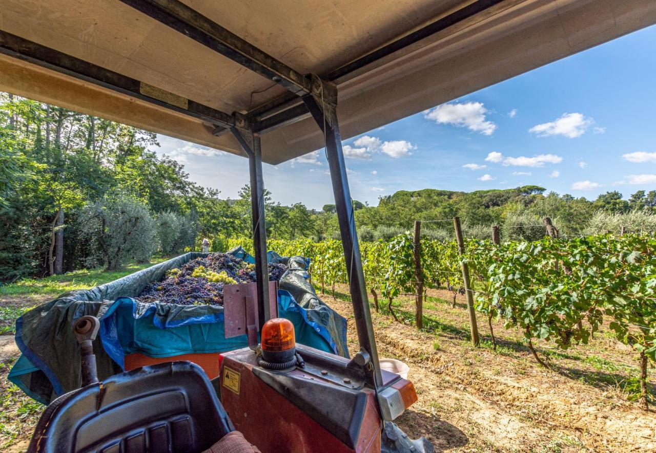 Podere Sant'Antonio Fauglia Ngoại thất bức ảnh