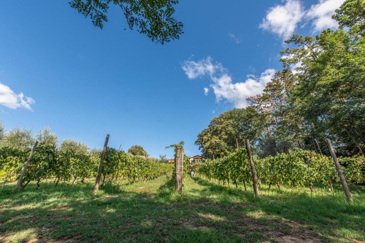 Podere Sant'Antonio Fauglia Ngoại thất bức ảnh