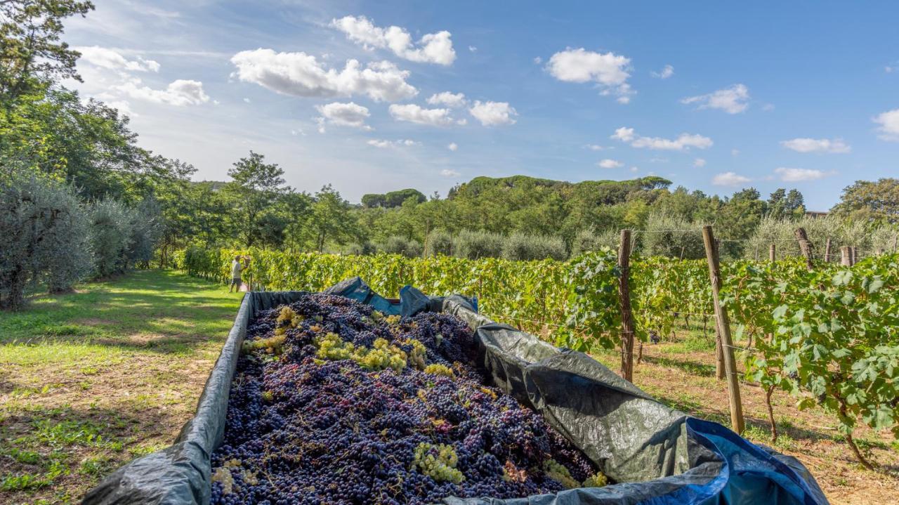 Podere Sant'Antonio Fauglia Ngoại thất bức ảnh